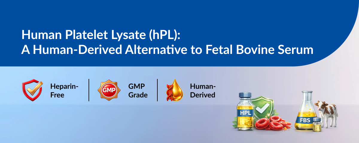 Human Platelet Lysate (hPL): A Human-Derived Alternative to Fetal Bovine Serum